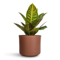 Codiaeum Petra - Croton -Indoor Plants Store Codiaeum Petra Croton 17x45cm Prague Plant Pot Mocha 20x18cm a101cc72 b61f 4f72 b8d2 d1fe33eb9931