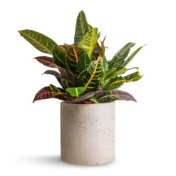 Puk Plant Pot - Grey Washed -Indoor Plants Store Codiaeum Petra Croton 17x45cm Puk Plant Pot Grey Washed 20x20cm 326d2f71 9373 4f0c 98dc 17e3a13ff2b3