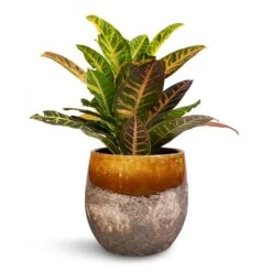 Codiaeum Petra - Croton -Indoor Plants Store Codiaeum Petra Croton 17x50cm Lindy Plant Pot Ochre 23x20cm