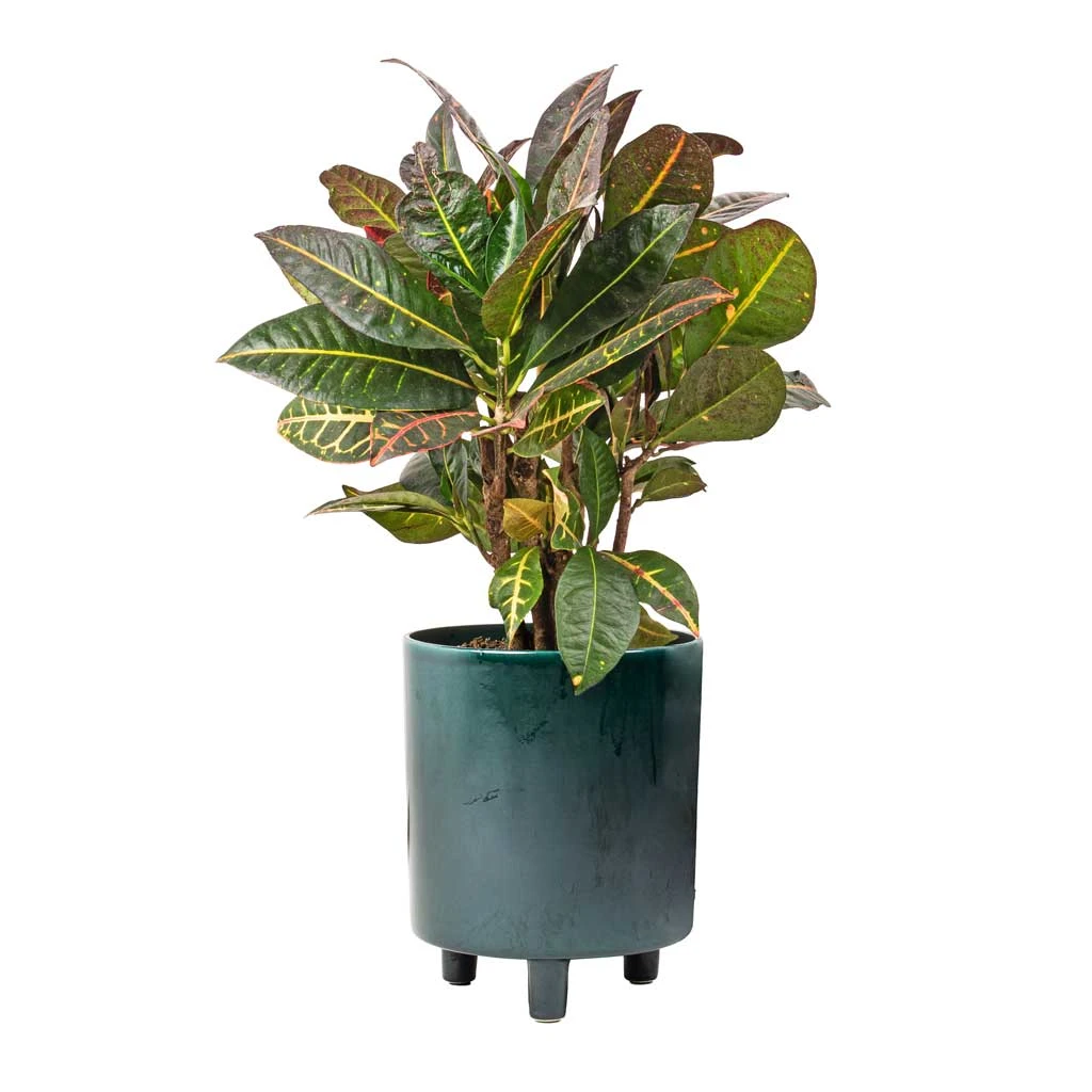 Pisa Plant Pot - Emerald 4 Pisa Plant Pot - Emerald - Image 2