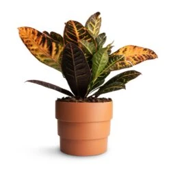 Codiaeum Petra - Croton -Indoor Plants Store Codiaeum Petra Croton 17x50cmBoston Tiered Plant Pot Terracotta 19x16cm