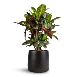 Codiaeum Petra - Croton -Indoor Plants Store Codiaeum Petra Croton 21x60cm Akemi Plant Pot Carbon Black 27x25cm