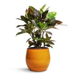 Charlotte Plant Pot - Spiced Ochre -Indoor Plants Store Codiaeum Petra Croton 21x60cm Charlotte Plant Pot Ochre 29x25cm