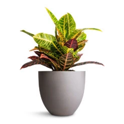 Codiaeum Petra - Croton -Indoor Plants Store Codiaeum Petra Croton 21x60cm Coral Refined Planter Clouded Grey 25x21cm 0e0b7e2e 0c31 4143 9b4c 87ce07b91166