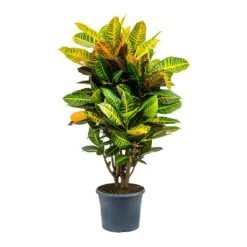 Codiaeum Petra - Croton -Indoor Plants Store Codiaeum Petra Croton 29x110cm