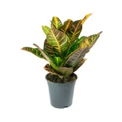 Codiaeum Petra - Croton -Indoor Plants Store Codiaeum Petra Croton ed213919 e3d8 404d ba71 4086454c2f0a