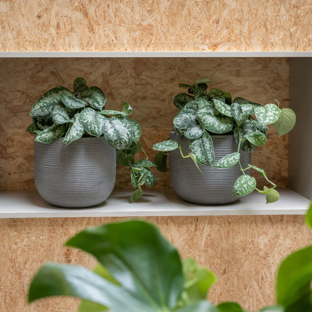 Cody Plant Pot - Ridged Dark Grey 6 Cody Plant Pot - Ridged Dark Grey - Image 4