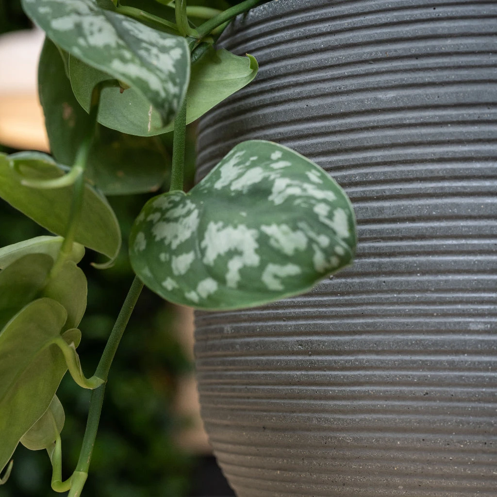 Cody Plant Pot - Ridged Dark Grey 4 Cody Plant Pot - Ridged Dark Grey - Image 2