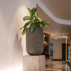 Cody Plant Vase - Ridged Dark Grey -Indoor Plants Store CodyPlantVase RidgedDarkGrey 1