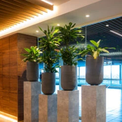 Cody Plant Vase - Ridged Dark Grey -Indoor Plants Store CodyPlantVase RidgedDarkGrey 8