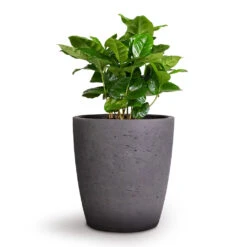 Coffea Arabica - Coffee Plant 24 Coffea Arabica - Coffee Plant -Indoor Plants Store Coffea arabica Coffee Plant 12x35cm Gerben Plant Pot Black Washed 15x16cm