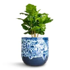Coffea Arabica - Coffee Plant 22 Coffea Arabica - Coffee Plant -Indoor Plants Store Coffea arabica Coffee Plant 12x35cm Ocean Glaze Plant Pot Sapphire 13x13cm