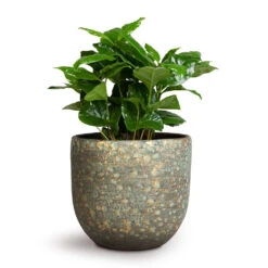Coffea Arabica - Coffee Plant 18 Coffea Arabica - Coffee Plant -Indoor Plants Store Coffea arabica Coffee Plant 12x35cm Rinca Plant Pot Shiny Green 15x13cm