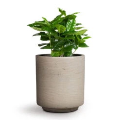 Coffea Arabica - Coffee Plant 26 Coffea Arabica - Coffee Plant -Indoor Plants Store Coffea arabica Coffee Plant 12x35cm Suzi Plant Pot Grey Washed 15x16.5cm