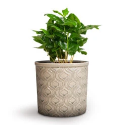 Coffea Arabica - Coffee Plant 25 Coffea Arabica - Coffee Plant -Indoor Plants Store Coffea arabica Coffee Plant 12x35cm Venetian Plant Pot Grey 16x14cm