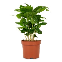 Coffea Arabica - Coffee Plant 17 Coffea Arabica - Coffee Plant -Indoor Plants Store Coffee arabica Coffee Plant 12x35cm