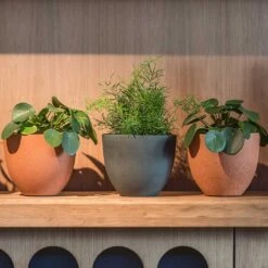 Coral Refined Planter - Pine Green 13 Coral Refined Planter - Pine Green -Indoor Plants Store Coral Refined Pine Green Houseplant