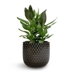 Cordyline Fruticosa Glauca - Green Ti Plant -Indoor Plants Store Cordyline fruticosa Glauca Green Ti Plant 19x55cm Bolino Plant Pot Shiny Black 24x21cm 1 ffdf3e51 28a9 4118 bbb5 714942084fb8