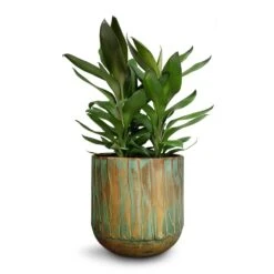 Cordyline Fruticosa Glauca - Green Ti Plant -Indoor Plants Store Cordyline fruticosa Glauca Green Ti Plant 19x55cm Caro Metal Plant Pots Set6 Copper Green 1