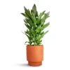 Cordyline Fruticosa Glauca - Green Ti Plant 1 Cordyline Fruticosa Glauca - Green Ti Plant -Indoor Plants Store Cordyline fruticosa Glauca Green Ti Plant 19x55cm Chao Plant Pot Terra 19.5x22.5cm