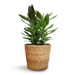 Cordyline Fruticosa Glauca - Green Ti Plant -Indoor Plants Store Cordyline fruticosa Glauca Green Ti Plant 19x55cm Igmar Plant Basket Natural 22x19cm 1