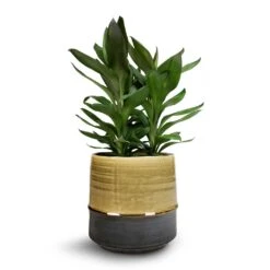 Cordyline Fruticosa Glauca - Green Ti Plant -Indoor Plants Store Cordyline fruticosa Glauca Green Ti Plant 19x55cm Marlijn Plant Pot Thyme 21x21cm