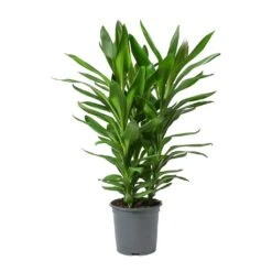 Cordyline Fruticosa Glauca - Green Ti Plant -Indoor Plants Store Cordyline fruticosa Glauca Green Ti Plant Large