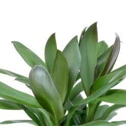 Cordyline Fruticosa Glauca - Green Ti Plant -Indoor Plants Store Cordyline fruticosa Glauca Green Ti Plant Leaves