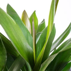 Cordyline Fruticosa Glauca - Green Ti Plant -Indoor Plants Store Cordyline fruticosa Glauca Green Ti Plant SWATCH
