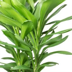 Cordyline Fruticosa Glauca - Green Ti Plant -Indoor Plants Store Cordyline fruticosa Glauca Green Ti Plant Stems