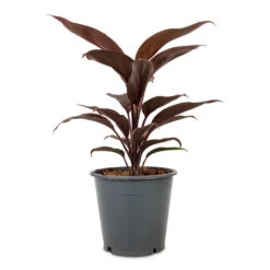 Cordyline Fruticosa Mambo - Hawaiian Ti Plant 22 Cordyline Fruticosa Mambo - Hawaiian Ti Plant -Indoor Plants Store Cordyline fruticosa Mambo Hawaiian Ti Plant 12x40cm