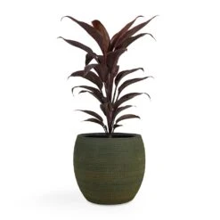 Cordyline Fruticosa Mambo - Hawaiian Ti Plant 23 Cordyline Fruticosa Mambo - Hawaiian Ti Plant -Indoor Plants Store Cordyline fruticosa Mambo Hawaiian Ti Plant 12x40cm Dex Plant Pot Forrest 19x16cm