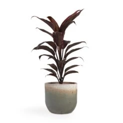 Tarra Plant Pot - Forest 34 Tarra Plant Pot - Forest -Indoor Plants Store Cordyline fruticosa Mambo Hawaiian Ti Plant 12x40cm Tarra Plant Pot Forest 15x13cm fed8040c f594 42b4 9e76 7c459928dfb3