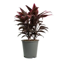 Cordyline Fruticosa Mambo - Hawaiian Ti Plant 28 Cordyline Fruticosa Mambo - Hawaiian Ti Plant -Indoor Plants Store Cordyline fruticosa Mambo Hawaiian Ti Plant 19cm