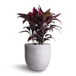 Cordyline Fruticosa Mambo - Hawaiian Ti Plant 29 Cordyline Fruticosa Mambo - Hawaiian Ti Plant -Indoor Plants Store Cordyline fruticosa Mambo Hawaiian Ti Plant 19x50cm Cas Plant Pot Cool Grey 25x23cm 5c772116 08e6 4042 a74a 68401e1cbec0