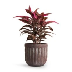 Cordyline Fruticosa Mambo - Hawaiian Ti Plant 32 Cordyline Fruticosa Mambo - Hawaiian Ti Plant -Indoor Plants Store Cordyline fruticosa Mambo Hawaiian Ti Plant 19x50cm Duncan Plant Pot Blue Gold 23x22cm 0b14a82e 7c73 4728 a5a0 ad733f00f0dc