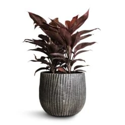 Cordyline Fruticosa Mambo - Hawaiian Ti Plant 30 Cordyline Fruticosa Mambo - Hawaiian Ti Plant -Indoor Plants Store Cordyline fruticosa Mambo Hawaiian Ti Plant 19x50cm Feico Plant Pot Metal Black 24x21cm