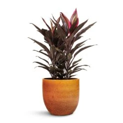 Cordyline Fruticosa Mambo - Hawaiian Ti Plant 31 Cordyline Fruticosa Mambo - Hawaiian Ti Plant -Indoor Plants Store Cordyline fruticosa Mambo Hawaiian Ti Plant 19x50cm Jolin Plant Pot Desert 24x23cm 461512c1 8f40 4839 8d86 e5636e40e49e