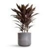 Cordyline Fruticosa Mambo - Hawaiian Ti Plant -Indoor Plants Store Cordyline fruticosa Mambo Hawaiian Ti Plant 19x50cm Remmi Glaze Plant Pot Grey 20x20cm c3aa3ded ee22 405c 8c78 4f241fd60fe9