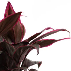 Cordyline Fruticosa Mambo - Hawaiian Ti Plant 25 Cordyline Fruticosa Mambo - Hawaiian Ti Plant -Indoor Plants Store Cordyline fruticosa Mambo Hawaiian Ti Plant Close Up