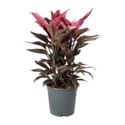 Cordyline Fruticosa Mambo - Hawaiian Ti Plant 26 Cordyline Fruticosa Mambo - Hawaiian Ti Plant -Indoor Plants Store Cordyline fruticosa Mambo Hawaiian Ti Plant Large
