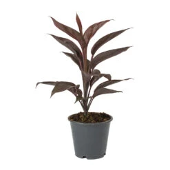 Cordyline Fruticosa Mambo - Hawaiian Ti Plant 24 Cordyline Fruticosa Mambo - Hawaiian Ti Plant -Indoor Plants Store Cordyline fruticosa Mambo Hawaiian Ti Plant a0c65b4b 8ead 47e2 a284 a2b6a510e83d