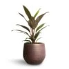 Cordyline Fruticosa Rumba - Hawaiian Ti Plant -Indoor Plants Store Cordyline fruticosa Rumba Hawaiian Ti Plant 12x35cm Lydia Plant Pot Shiny Purple 15x13cm