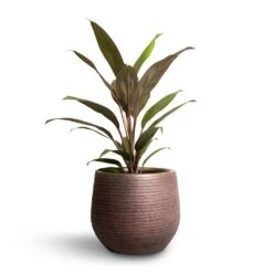 Lydia Plant Pot - Shiny Purple -Indoor Plants Store Cordyline fruticosa Rumba Hawaiian Ti Plant 12x35cm Lydia Plant Pot Shiny Purple 15x13cm 56274365 6159 4d36 a5c3 0b4a8f777836