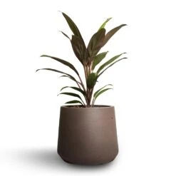 Cordyline Fruticosa Rumba - Hawaiian Ti Plant -Indoor Plants Store Cordyline fruticosa Rumba Hawaiian Ti Plant 12x35cm Patt Plant Pot Ash Brown 17x14cm