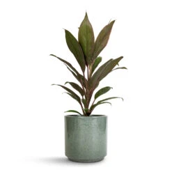 Cordyline Fruticosa Rumba - Hawaiian Ti Plant -Indoor Plants Store Cordyline fruticosa Rumba Hawaiian Ti Plant 12x35cm Remmi Glaze Plant Pot Green 14x14cm be6d917c 0351 45d1 b6df 4409cbbfa099