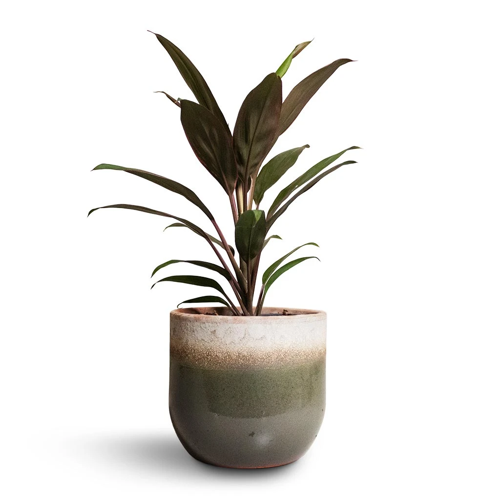 Tarra Plant Pot - Forest 19 Tarra Plant Pot - Forest - Image 17