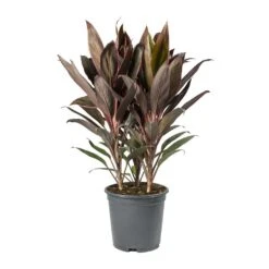 Cordyline Fruticosa Rumba - Hawaiian Ti Plant -Indoor Plants Store Cordyline fruticosa Rumba Hawaiian Ti Plant
