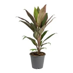 Cordyline Fruticosa Rumba - Hawaiian Ti Plant -Indoor Plants Store Cordyline fruticosa Rumba Hawaiian Ti Plant Small