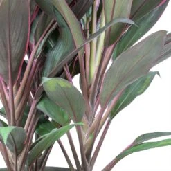 Cordyline Fruticosa Rumba - Hawaiian Ti Plant -Indoor Plants Store Cordyline fruticosa Rumba Hawaiian Ti Plant Stems